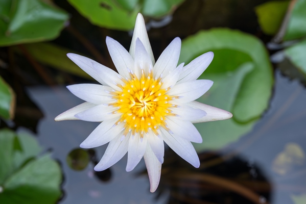 lotus flower in pond - Хлеб из корневищ кувшинки белой