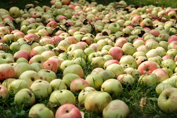 many small ripe apples that have fallen from the tree are scattered on the grass with a side perspective view damaged and dented - Как перестать выбрасывать продукты и сократить расходы