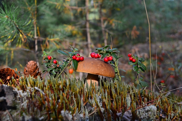 mushroom in the forest - Подготовка к многодневному походу