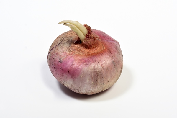 old onion isolated on white - Солянка "Тыловая"