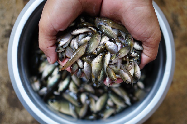 small fish in the field high in calcium - Меню армейской кухни царской России