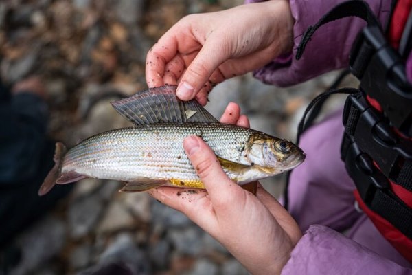 a fisherman holds a grayling fish in his hand 74920 314 - Уха из хариуса