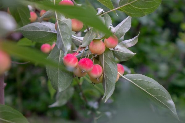 sweet and juicy paradise apples hanging on a tree in the garden cultivation of organic fruits 338799 5785 - Компот из свежих яблок и шиповника