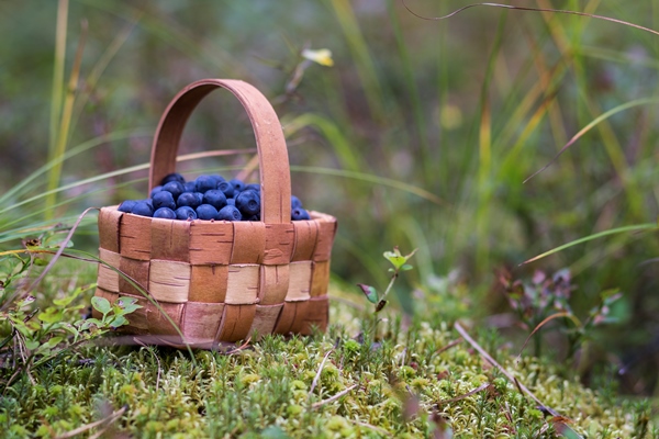 a small beautiful basket with blueberries standing on a moss and surrounded by grass and flowers - Черничный пирог по-походному