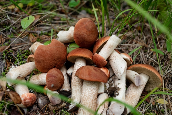 an edible noble mushrooms gathered among the grass in the forest - Сбор, заготовка и переработка дикорастущих плодов, ягод и грибов