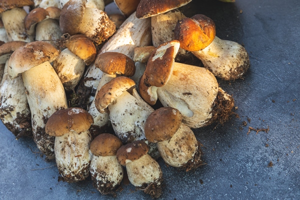 autumn fall composition raw edible mushrooms penny bun on dark black stone shale background ceps ove - Сбор, заготовка и переработка дикорастущих плодов, ягод и грибов