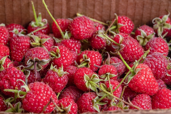 close up photo of organic raspberries in - Сбор, заготовка и переработка дикорастущих плодов, ягод и грибов