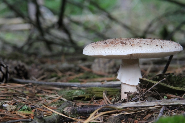 closeup of a matured fly agaric mushroom on grassy forest floor - Сбор, заготовка и переработка дикорастущих плодов, ягод и грибов