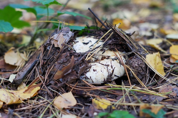 closeup of edible forest mushroom lactarius resimus growing in a forest in the ground peeping from under fallen leaves idea of a calendar or postcard - Сбор, заготовка и переработка дикорастущих плодов, ягод и грибов