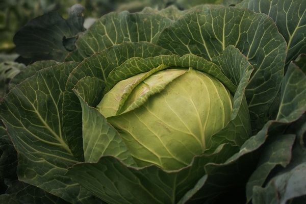 closeup vertical shot of a cabbage plant in the field - Сбор, заготовка и переработка дикорастущих плодов, ягод и грибов