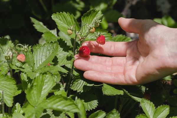 hand picking wild strawberry in the forest - Сбор, заготовка и переработка дикорастущих плодов, ягод и грибов