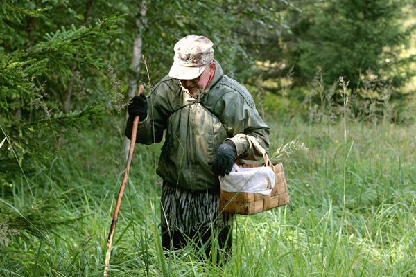 hiking in the forest for mushrooms - Сбор, заготовка и переработка дикорастущих плодов, ягод и грибов