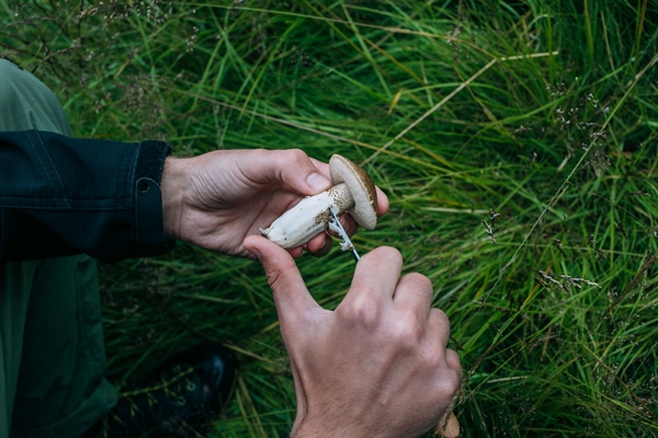 man clean fresh wild picked mushrooms - Сбор, заготовка и переработка дикорастущих плодов, ягод и грибов