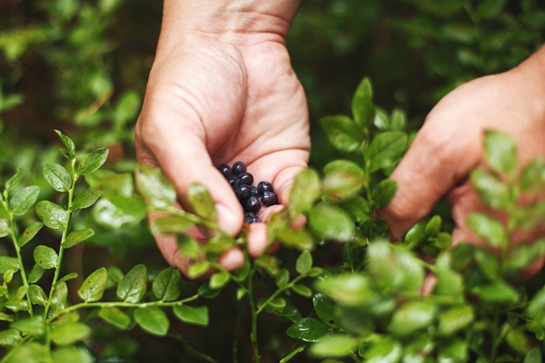 man picks blueberries in the forest blueberry bushes in the forest 1 - Сбор, заготовка и переработка дикорастущих плодов, ягод и грибов