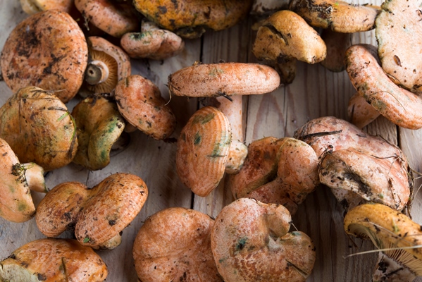 mushrooms rovellon on wood - Сбор, заготовка и переработка дикорастущих плодов, ягод и грибов