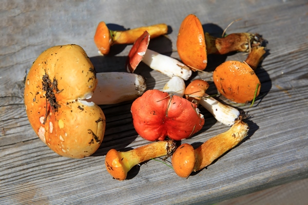 russula mushrooms on the wooden background - Сбор, заготовка и переработка дикорастущих плодов, ягод и грибов
