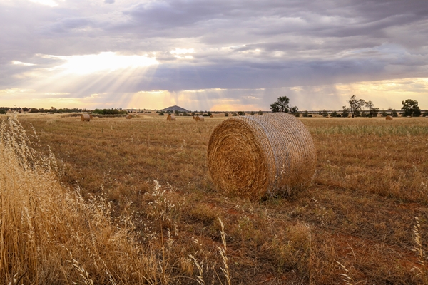 shot from a hayfield - Сбор, заготовка и переработка дикорастущих плодов, ягод и грибов