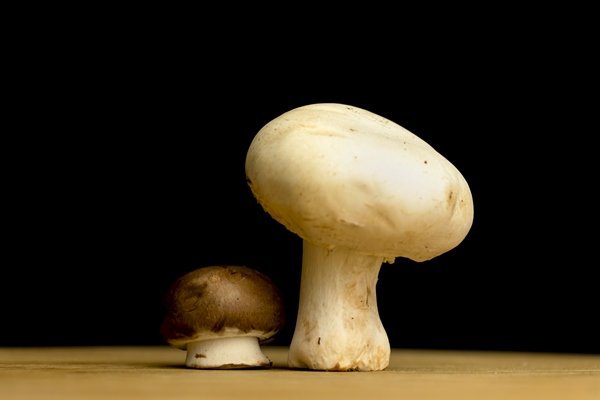 small and big mushrooms on a wooden board on a black background organic and natural ingredient concept photo - Сбор, заготовка и переработка дикорастущих плодов, ягод и грибов