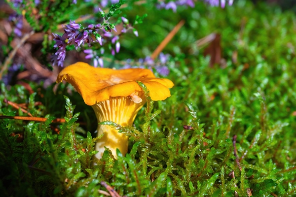 yellow chanterelle cantharellus cibarius is a species of golden chanterelle mushroom in the genus cantharellus fresh organic mushrooms against the background of the forest - Сбор, заготовка и переработка дикорастущих плодов, ягод и грибов