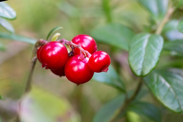 vaccinium vitis idaea lingonberry partridgeberry or cowberry fresh wild lingonberry in forest - Мочёная брусника