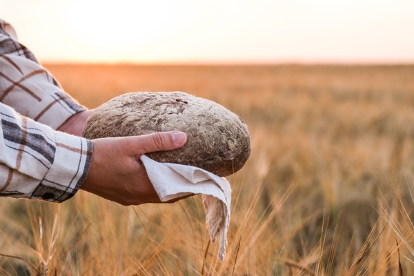 rye bread in female hands on a ripe rye field - Украинский хлеб