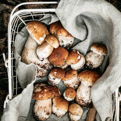 Как правильно обрабатывать белые грибы после сбора