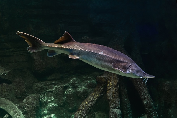 freshwater fish kaluga genus beluga sturgeon family - title=