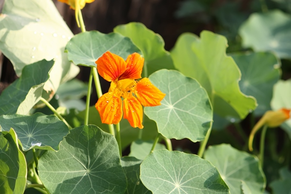 nasturtium orange flowers summer garden 2 - Настурция в кулинарии: соус из семян и листьев