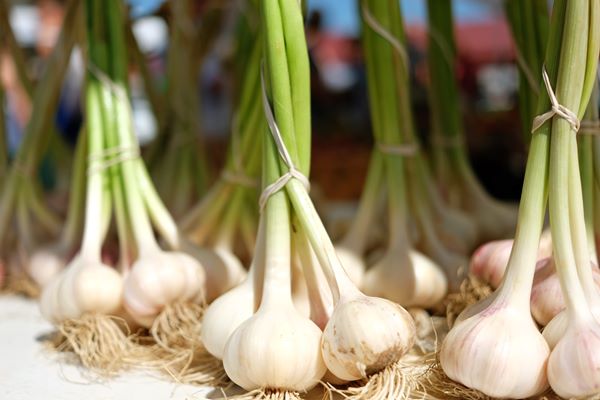 garlic bunches minneapolis farmers market - Чесночные стрелки в томатном соусе