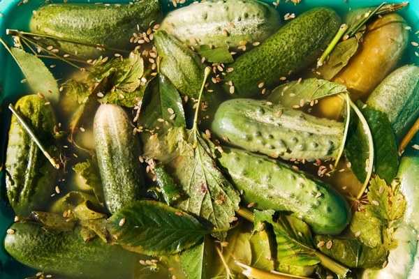 pickled cucumber - Квашеные огурцы на квасе