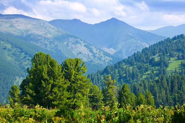mountains landscape with cedar forest - Какие продукты взять в поход