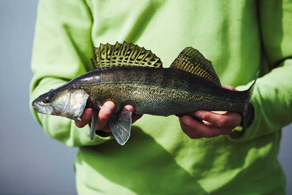 midsection view fisherman s hand holding fresh caught fish - Частиковая рыба