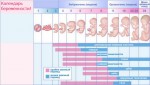 Календарь беременности — инфографика Календарь беременности — инфографика