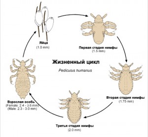 kak-bystro-razmnozhayutsya-vshi-na-golove-2