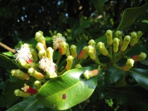 Syzygium_aromaticum_on_tree