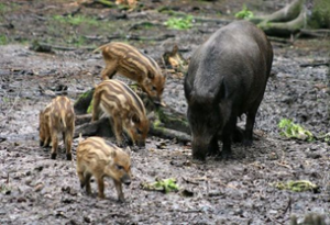 image011
