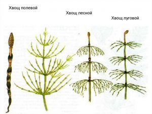 Хвощ полевой заболевания суставов упражнения для суставов ног при артрозе